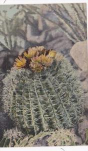 New Mexico Typical Barrel Cactus Curteich