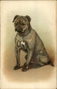 Beautiful Bull Mastiff Dog or Bulldog A&MB #563 c1910 Postcard