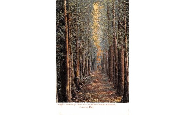 Avenue of Pines Concord, Massachusetts Postcard