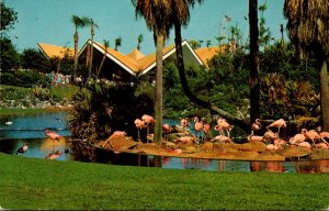 Florida Tampa Busch Gardens Nesting Flamingos