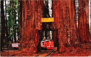 Twin Drive Thru Tree, Giant Sequoia Confusion Hill Railroad, Redwoods California