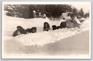 Juneau Alaska RPPC Dog Team Real Photo Postcard V28