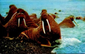 Alaska Walrus