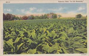 Tobacco Field in Old Kentucky Curteich