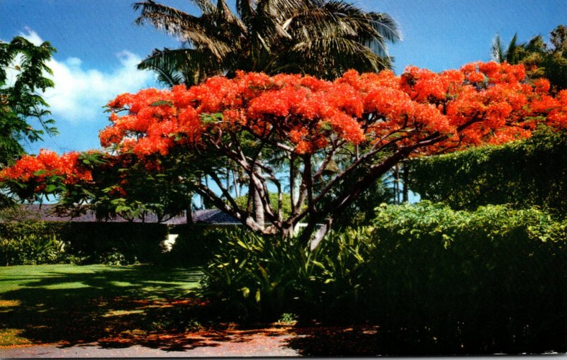 Hawaii Royal Poinciana The Flame Tree In Full Bloom