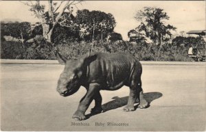 PC KENYA, MOMBASA, BABY RHINOCEROS, Vintage Postcard (b44232)