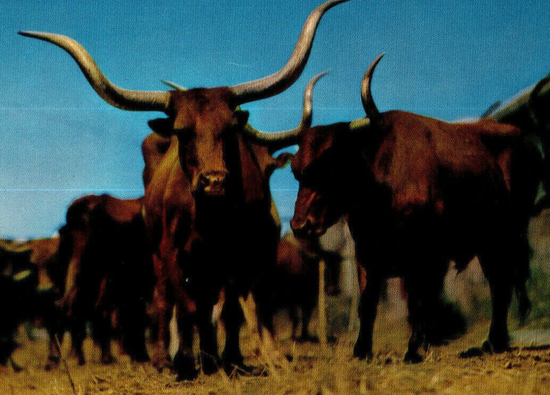 Postcard TX Original Texas Longhorns 