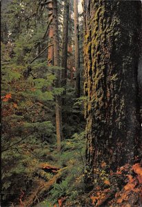 Ancient Douglas Firs Willamette National Forest, Oregon OR  