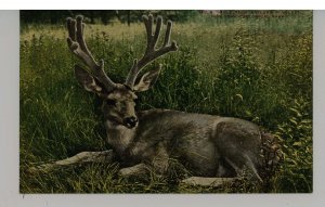 Mule Deer, Antlers in Velvet