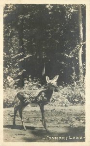 Postcard RPPC Wisconsin Conners Lake 1920s Deer real photo 23-2474