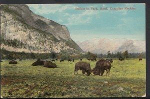 Canada Postcard - Buffalo In Park, Banff, Canadian Rockies  RT2040