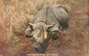 Teddy Roosevelt African Expedition Postcard Capper Series Rhinoceros At Rest