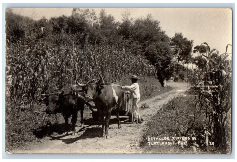 Tlatlauqui Puebla Mexico Postcard Farmer Water Buffalo Farm c1910 RPPC Photo