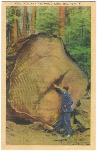 A Giant Redwood Log  California