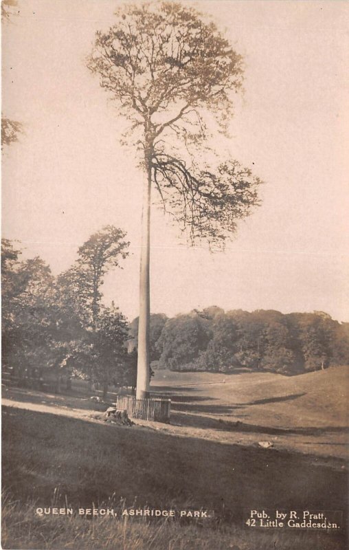 Lot354 queen beech ashridge park Hertfordshire  uk real photo