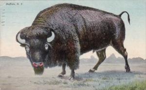 Buffalo New York 1910