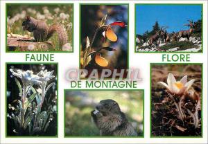 Modern Postcard Wildlife and squirrel mountain flora from shoe bouguetins ede...