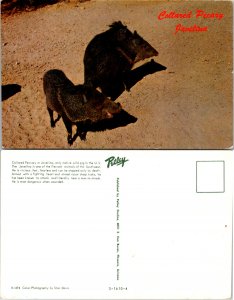 Collared Peccary Javelina (10374)