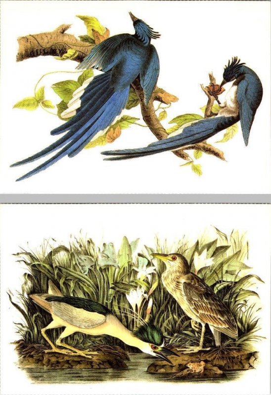 2~4X6 Postcards  MAGPIE JAY & BLACK-CROWNED NIGHT HERON 1987 John Audubon Birds