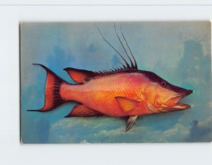 Postcard Hog Fish