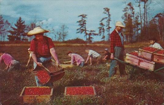 Harvesting Cranberries On Cape Cod 1961