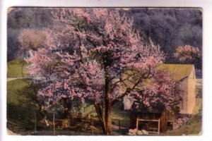 Outbuildings, Apple Tree in Bloom, Used 1912, Massachusetts