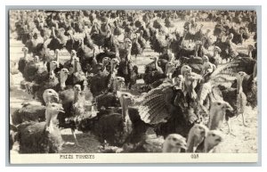 Prize Turkeys Postcard Vintage Standard View Card