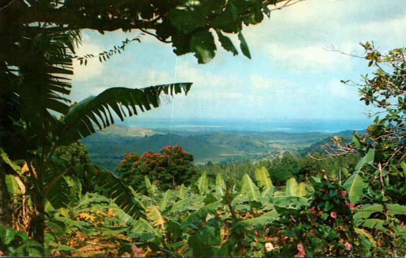 Puerto Rico El Yunque View From The Tropical Rain Forest 1974