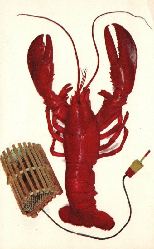 Vintage Postcard A Maine Lobster ME Pub. By Eastern Illustrating & Publishing Co