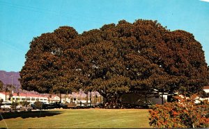 California Santa Barbara Moreton Bay Fig Tree
