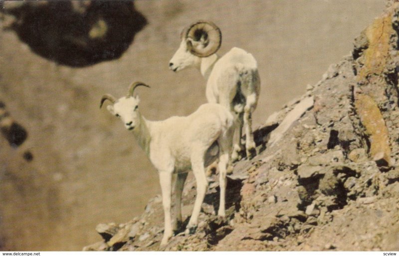 ANCHORAGE, Alaska, Two White Rams, Mt. Mckinley National Park, 50-60s