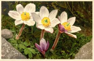 Flowers -   Spring Anemone                            (Edition Stehli #716)