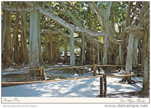 Banyan Tree Growing At Edison Winter Home Fort Myers Florida