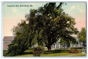 1914 Big Tree, Lafayette Elm, Kennebunk Maine ME Antique Unposted Postcard 