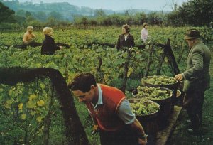 Picking Grapes Grape Harvest The Wine Vineyard Hambledon Hampshire Postcard