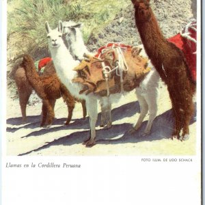 c1950s Peru Llamas Cordillera Mountains Pack Animals Andes Transportation A346