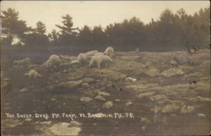 West Baldwin ME Dyke Mt. Farm Sheep c1910 Real Photo Postcard