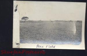 REAL PHOTO PHOTOGRAPH MANILA PHILIPPINES WWI ERA RICE FIELD FARM FARMING