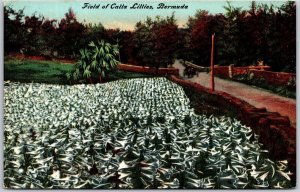 Field Of Calla Lilies Bermuda Roadway Flower Plantation Postcard