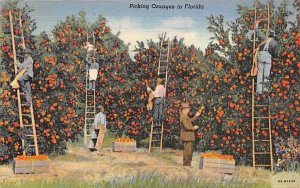 Picking Oranges in Florida, USA  