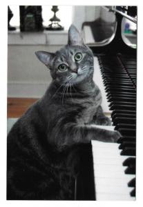 Nora The Piano Cat Advertising Card 4 X 6