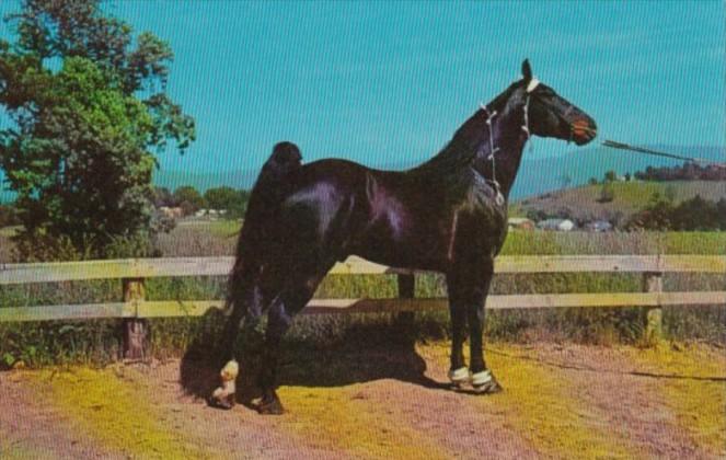 Champion Tennessee Walking Horse