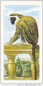 Priority Tea Trade Card I-Spy Pets No 22 Monkey