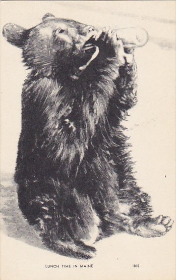 Bear Drinking From Bottle Lunch Time In Maine