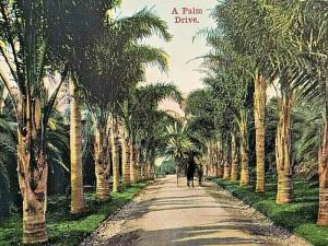 Postcard Antique View of  A Palm Drive in CA.    U1