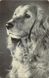Cocker Spaniel photograph from the Red Heart Series pictorial card 