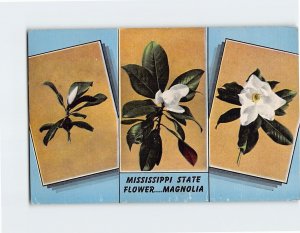 Postcard Mississippi State Flower.... Magnolia, Mississippi