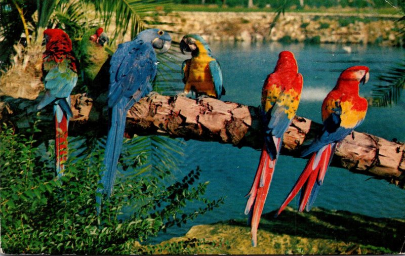 Florida tampa Busch Gardens Group Of Trained Parrots 1970