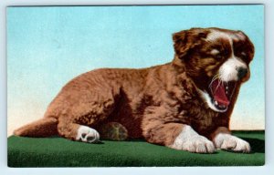 Cute YAWNING PUPPY  ~   c1910s Mitchell  #2676 Postcard