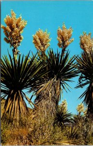 Texas - Yucca Flower - [TX-093]